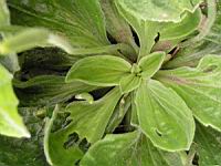 Plantain intermediaire, Plantago media (fam Plantaginacees) (Europe, Asie) (5) (Photo F. Mrugala)